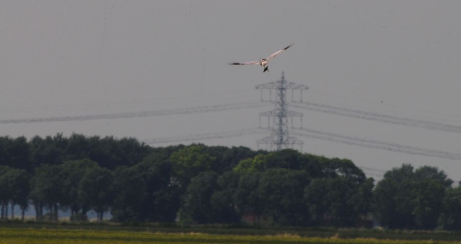 Loggervogel ‘Focko’ brengt een Graspieper naar zijn nest. Zomer 2012, Oost-Groningen (foto: Ben Koks)