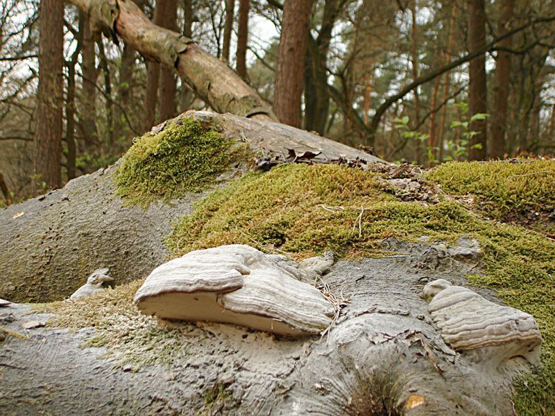 Echte tonderzwammen (Fomes fomentarius) op een omgevallen beuk, helemaal wit bestoven door eigen sporenpoeder (foto: Nico Dam)