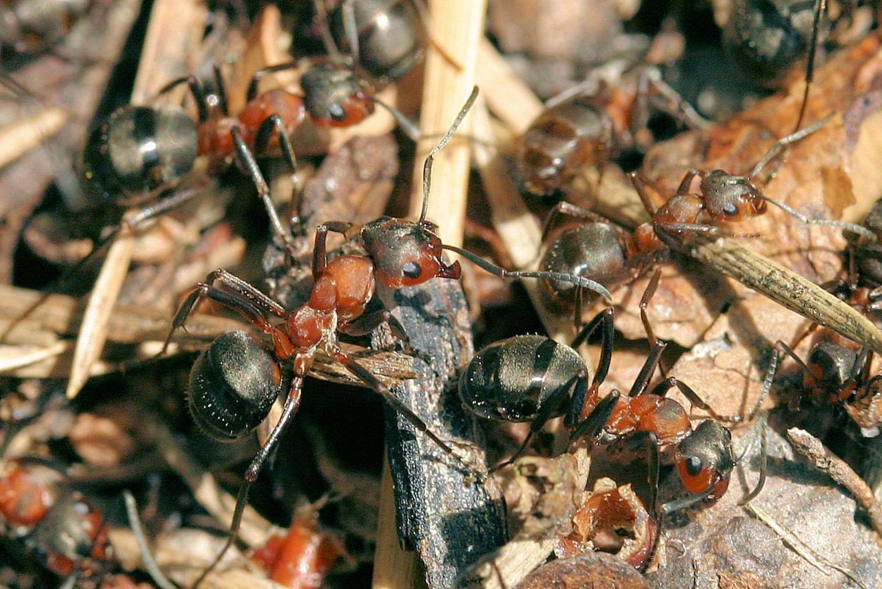 Behaarde rode bosmieren (foto: Jinze Noordijk)