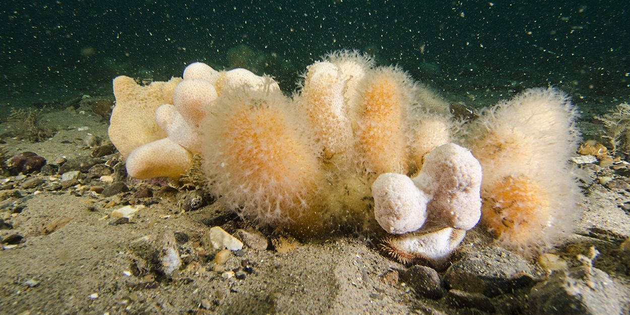 Het grind op de Klaverbank vormt een natuurlijk ecosysteem. Ons enige koraal, Dodemansduim, groeit hier massaal op (foto: Peter H van Bragt)