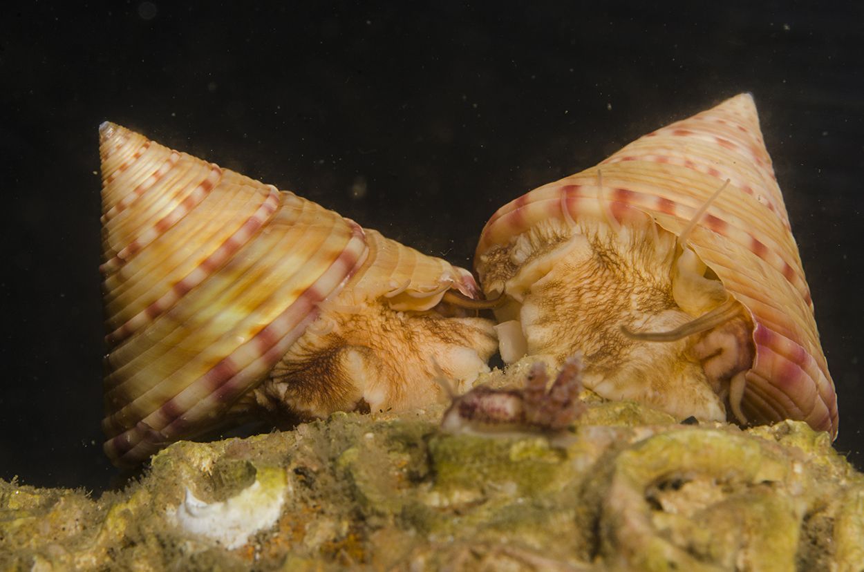 De Gewone priktolhoren komt algemeen voor op de Klaverbank, maar is elders op onze kust zeer zeldzaam (foto: Peter H van Bragt)