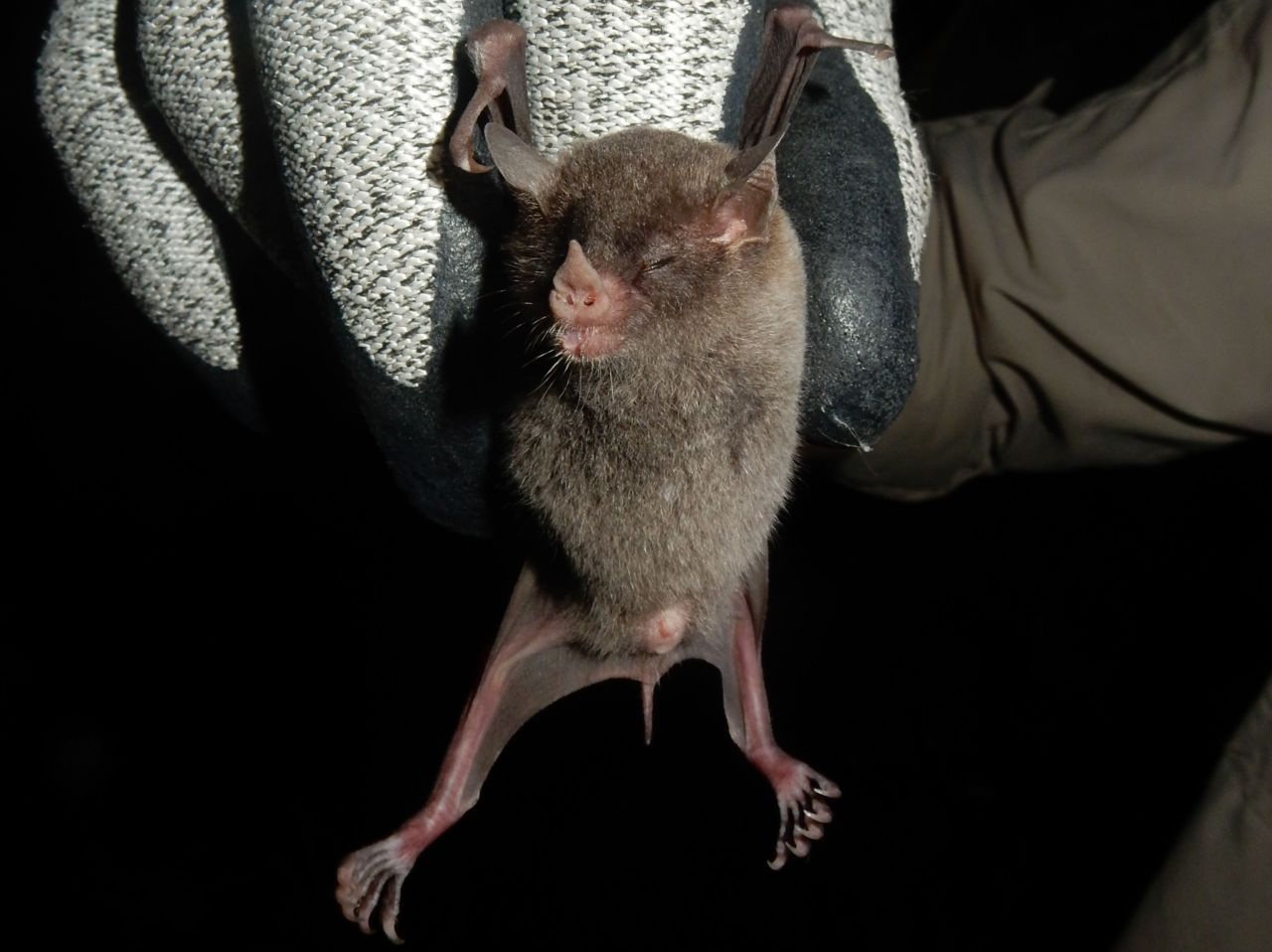 Long tongued bat, nieuw voor St. Eustatius (foto: Ellen van Norren)