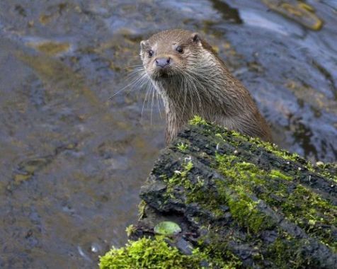 Otter (foto: Hugh Jansman)