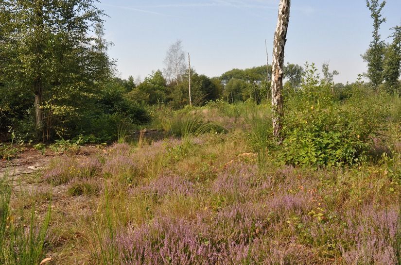 Biotoop Gele tubebij in Mispeldonk (foto: Diane Appels)