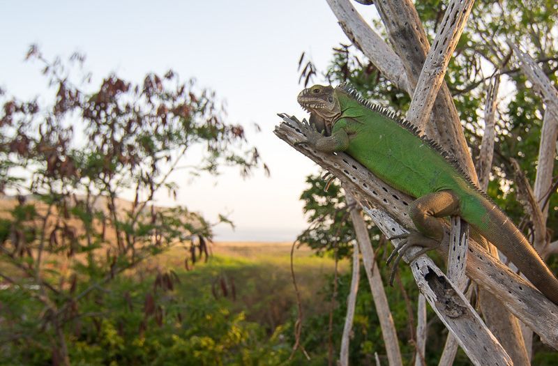 Antilliaanse Groene Leguaan uitkijkend over St. Eustatius (foto: Thijs van den Burg)