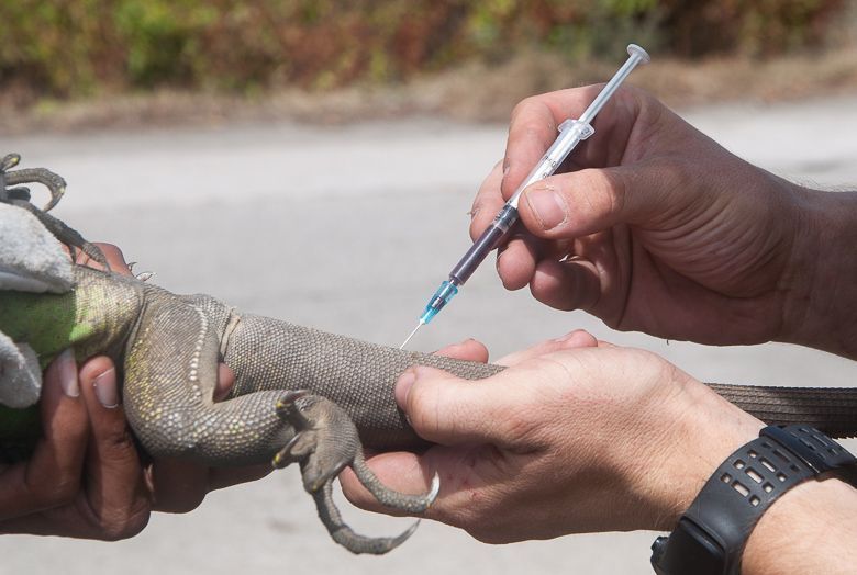 Bloed wordt afgenomen uit een ader in de staart (foto: Hannah Madden)