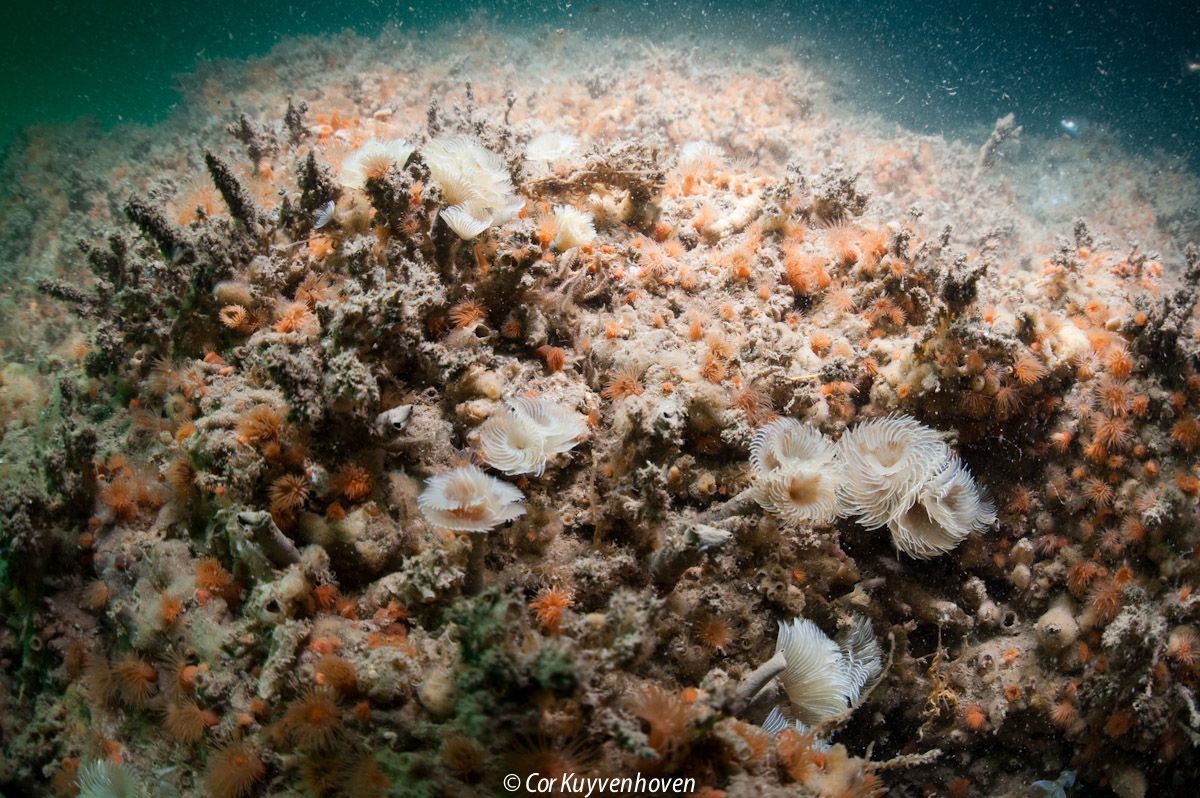 Overzicht van groep waaierkokerwormen Bispira volutacornis, zuidelijke Nederlandse Noordzee te hoogte van Walcheren, 9 september 2012 (foto: Cor Kuyvenhoven)