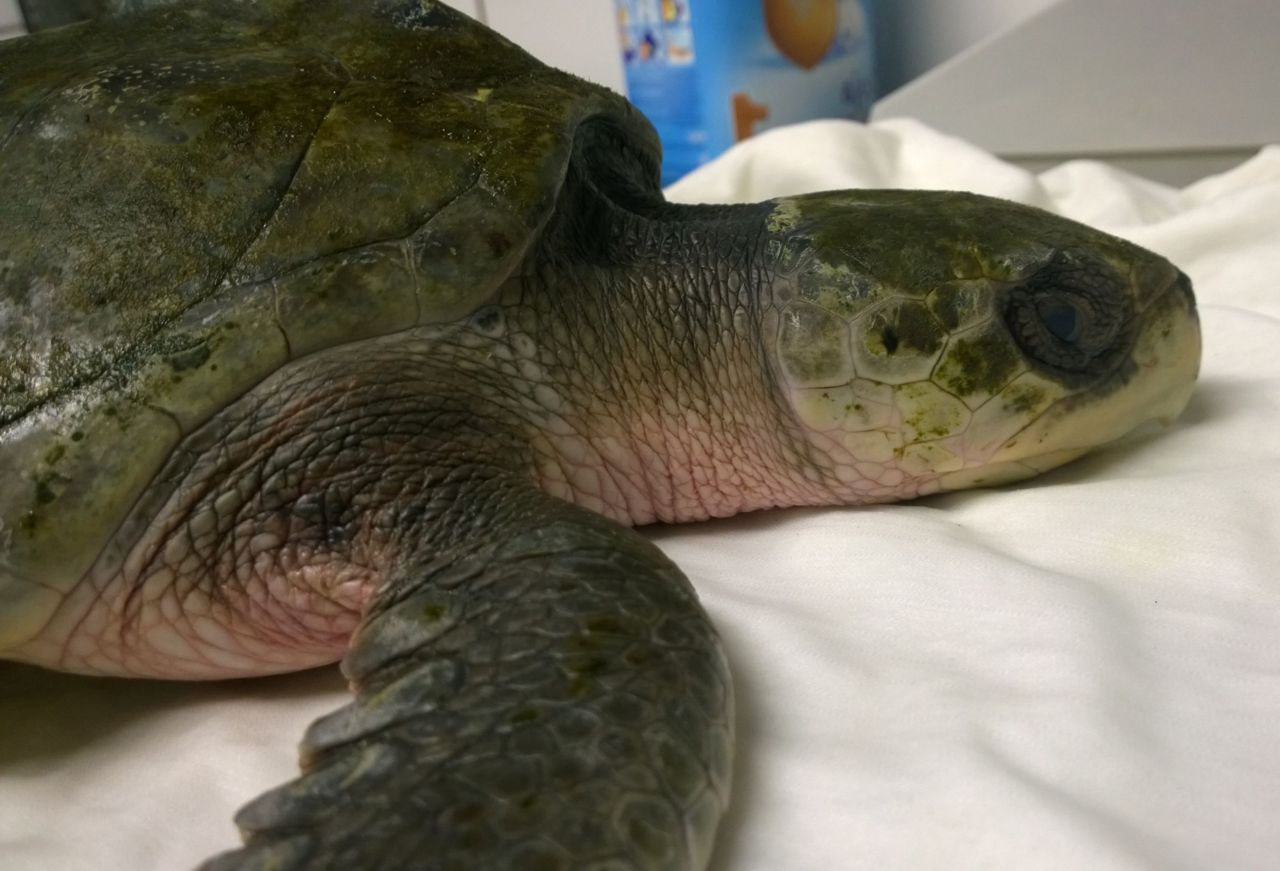 De gestrande Kemps zeeschildpad bij Den Helder (foto: Diergaarde Blijdorp)