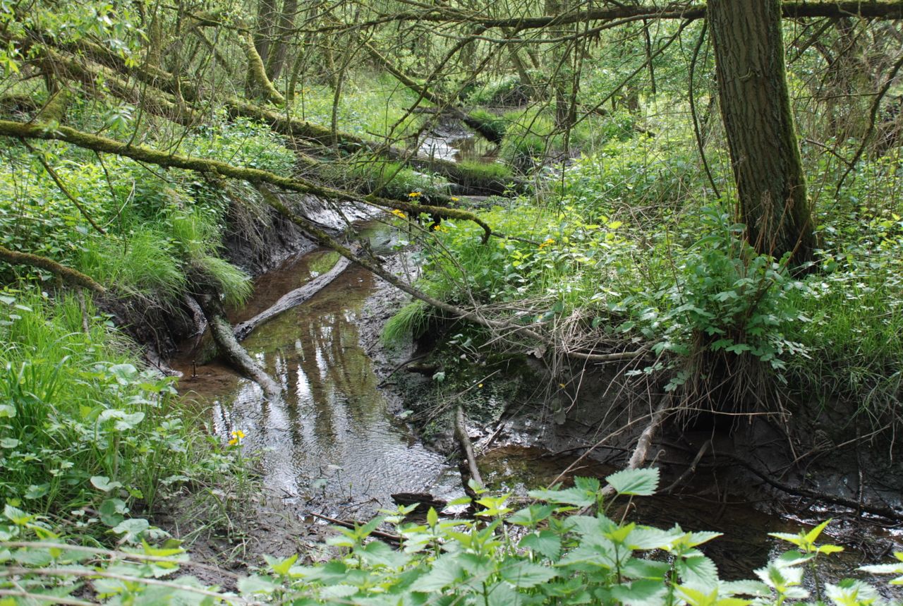 De Oorkwal is te herkennen aan de vier cilindervormige witte voortplantingsorganen in het scherm (Foto: Jurgen Hermans)