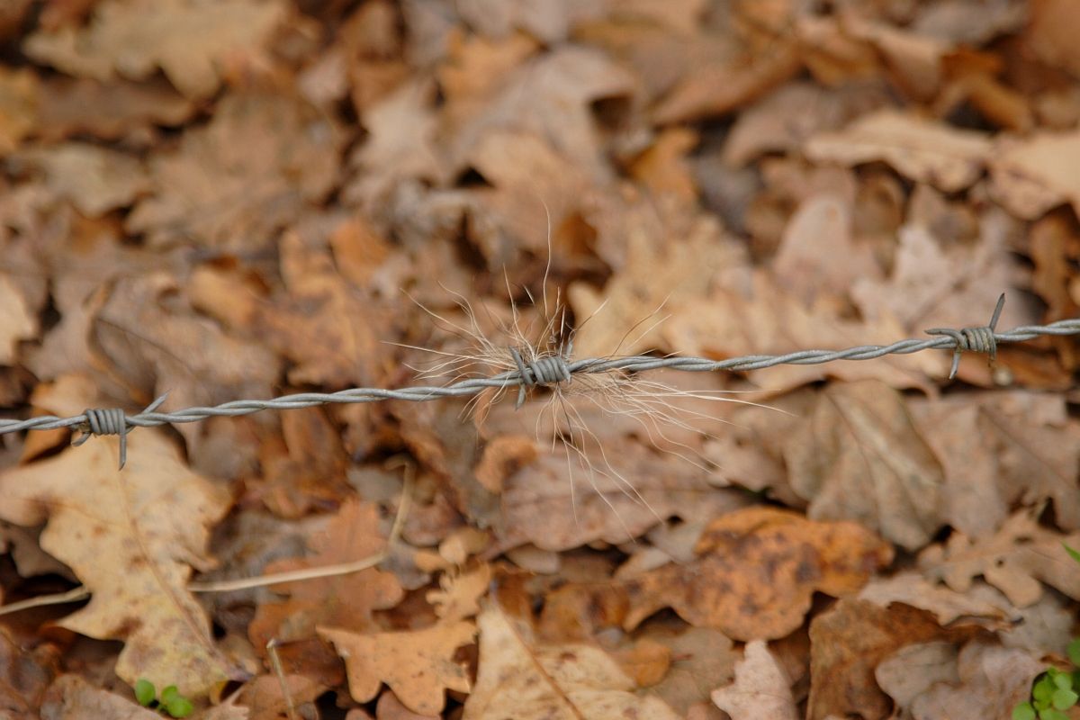 Dassenhaar aan prikkeldraad (foto: Aaldrik Pot)