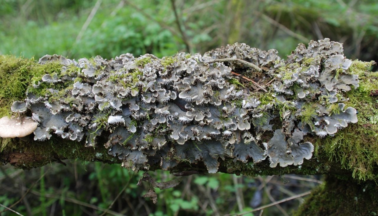 Een ingesnoerde oorkwalpoliep, of hoe nieuwe Oorkwalletjes worden ’geboren’ (foto: Hans De Blauwe)