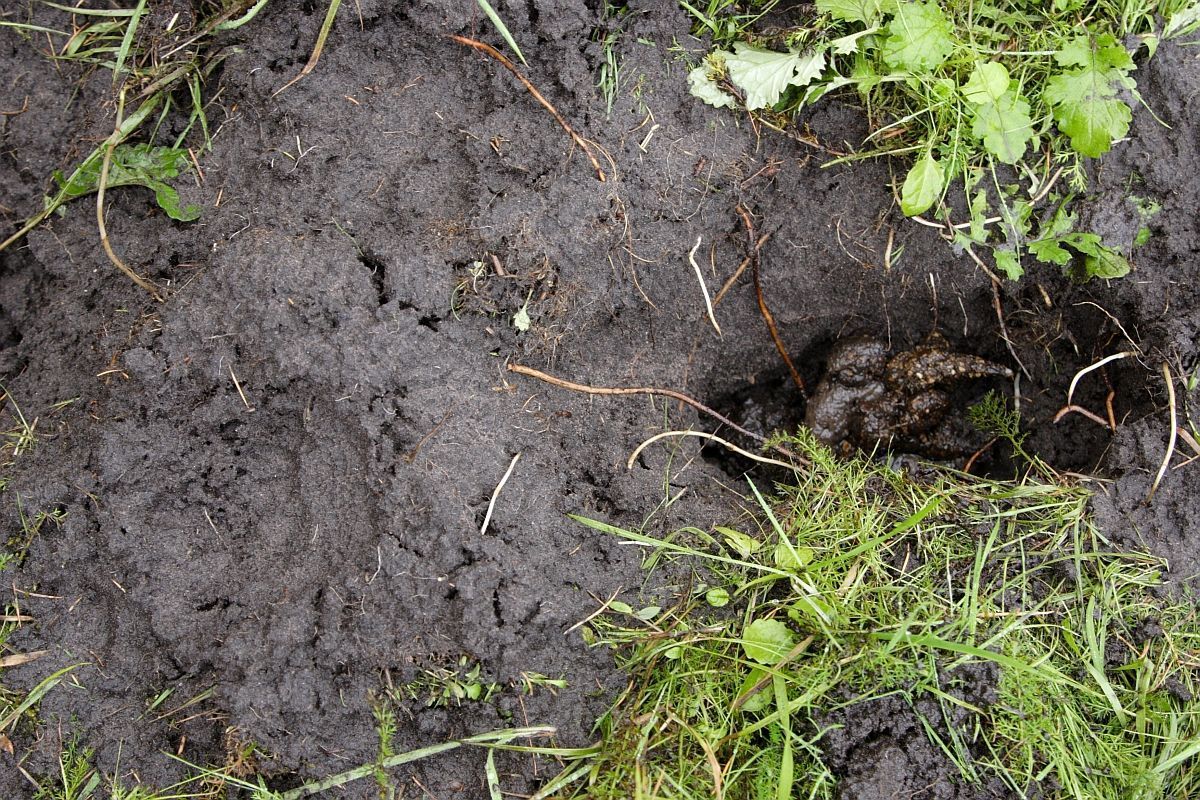 Latrine van een das (foto: Aaldrik Pot)