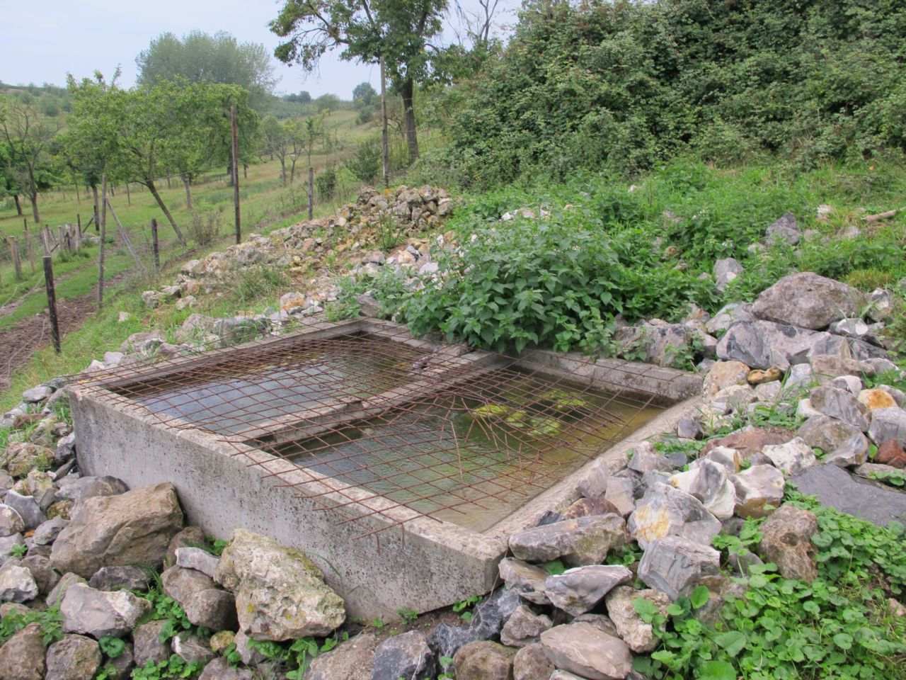 Een voortplantingsbak geïntegreerd in een helling in een natuurgebied in Borgloon. De fluitend mannetjes laten zich vooral horen op een hoger gelegen, oud kerkhof maar de bak wordt wel door mannetjes gebruikt om er hun larven in af te zetten. (foto: Iwan Lewylle)