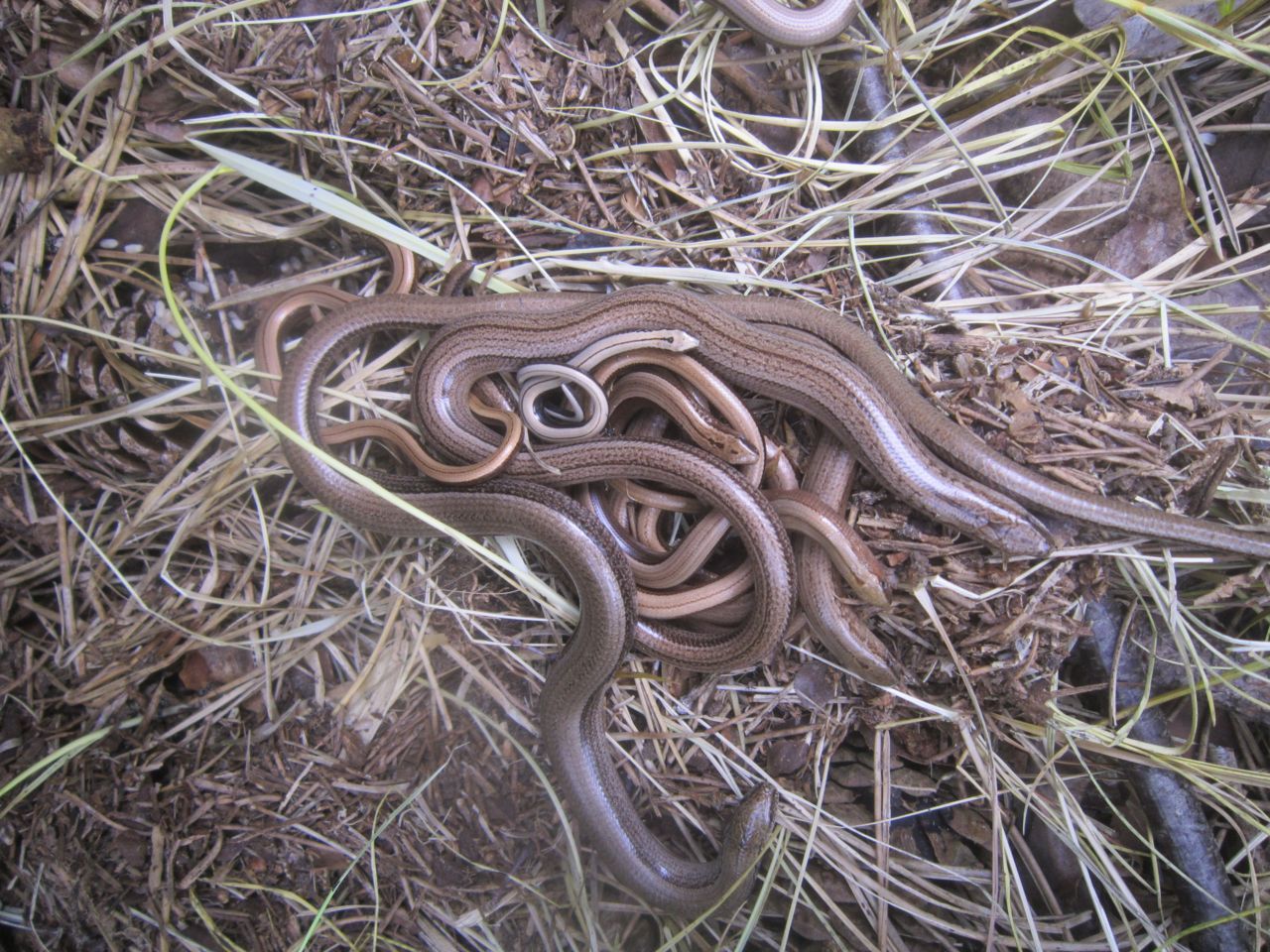 Krioelende hazelwormen in de duinen van Nationaal Park Zuid-Kennemerland (foto: Natuurmonumenten)