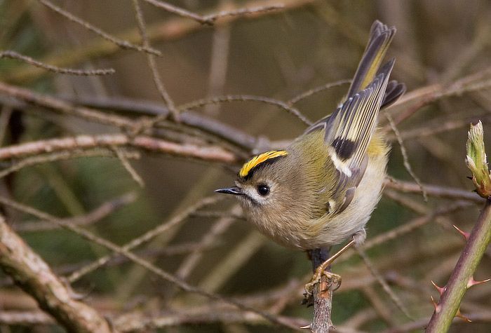 Goudhaantje (foto: BirdPhoto)