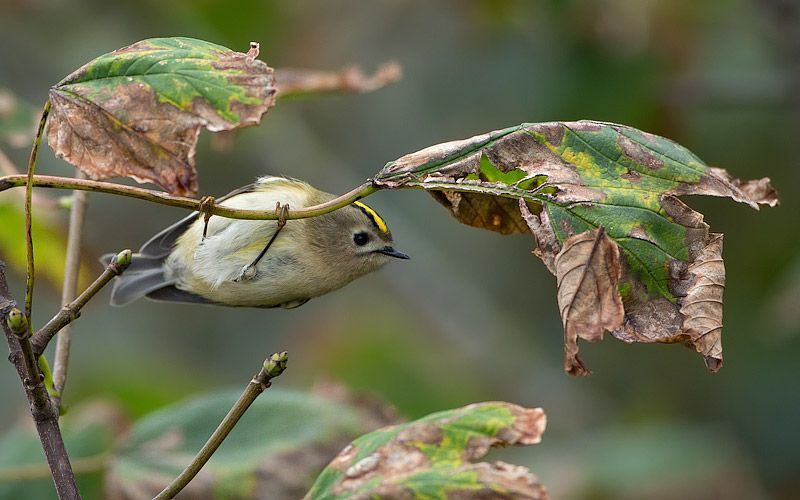 Goudhaantje in esdoorn (foto: BirdPhoto)