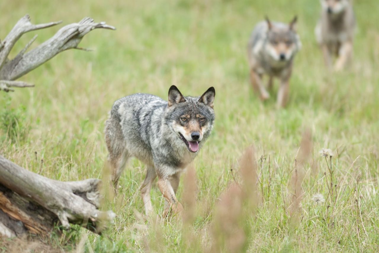 Wolven (foto: Hugh Jansman)