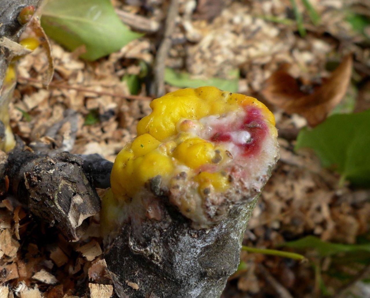 Door micro-organisme verkleurde sapstroom uit afgezaagde stam in het voorjaar. De oranje en rode verkleuring wordt veroorzaakt door de anamorf Cryptococcus macerans (foto: Jan Knuiman)