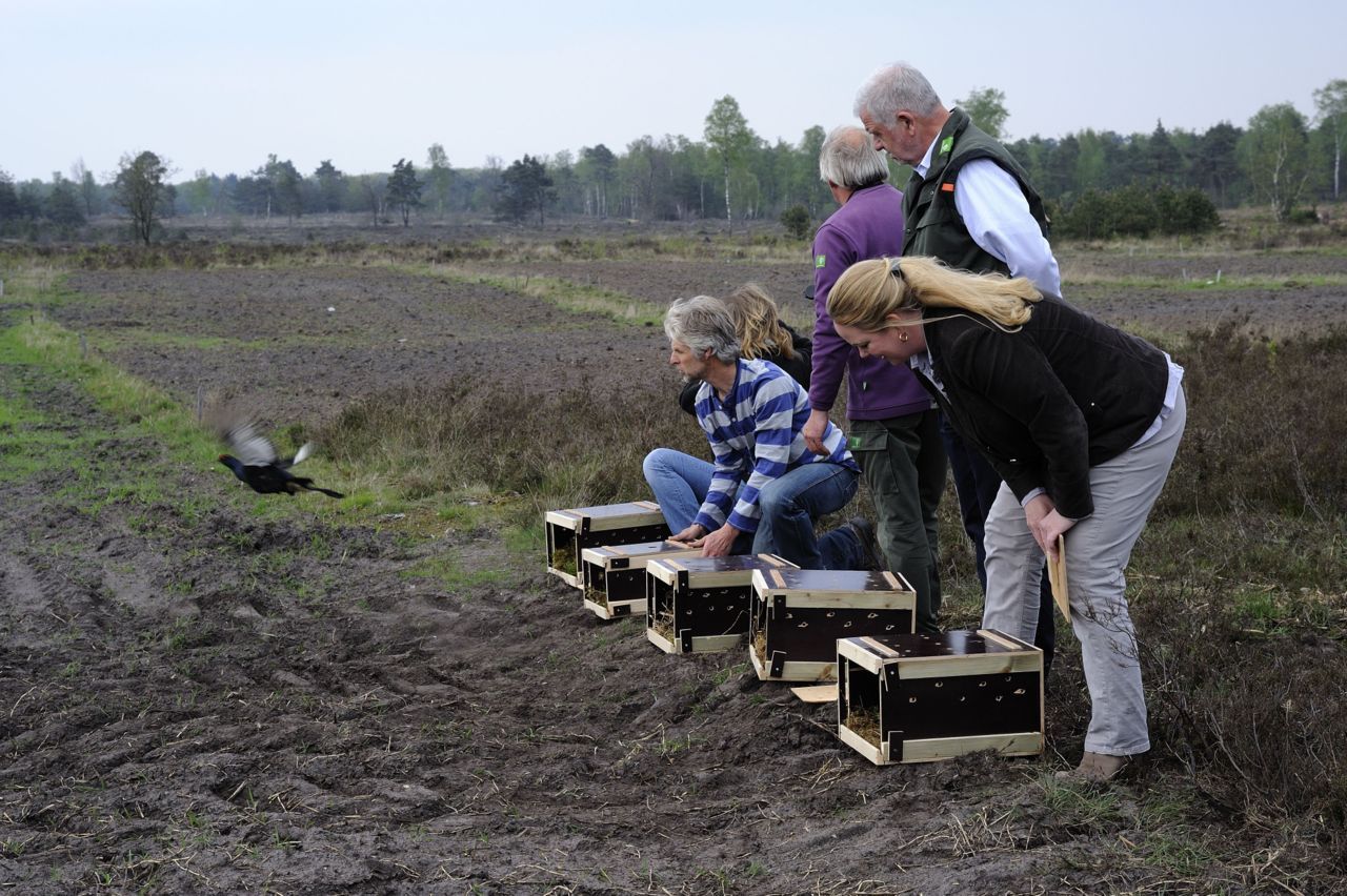 In april werden nog Zweedse korhoenders losgelaten op de Sallandse Heuvelrug (foto: Roel Hoeve)