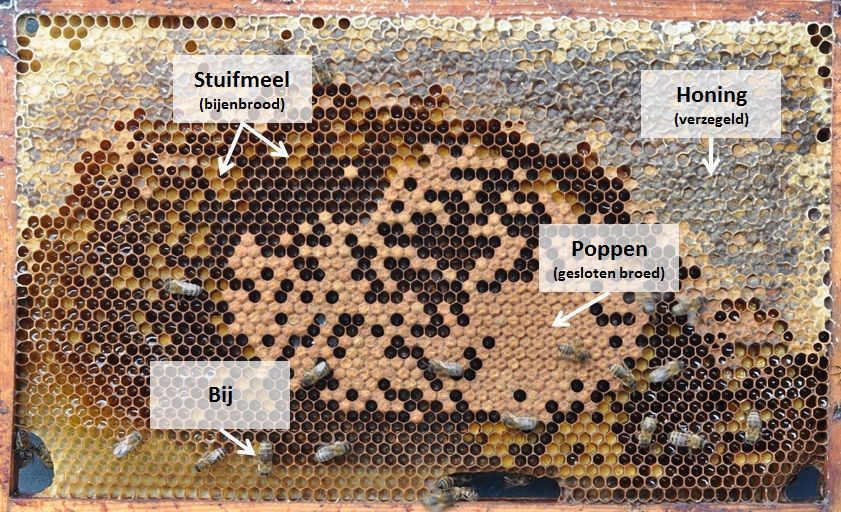 Raam uit een bijenkast met stuifmeel, bijenpoppen (in verzegeld broed), honing en nog een paar bijtjes (de rest van de bijen is er even afgehaald zodat het broed en het stuifmeel beter te zien is) (foto: Coby van Dooremalen)