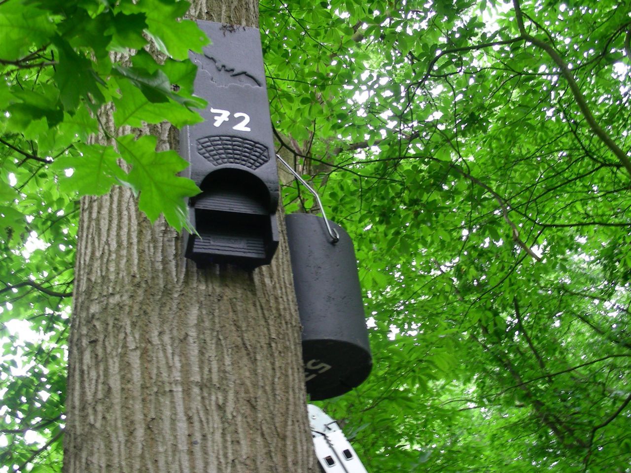 Verspreid over 45 bomen werden 75 vleermuiskasten opgehangen. (foto: Wendy De Coster)