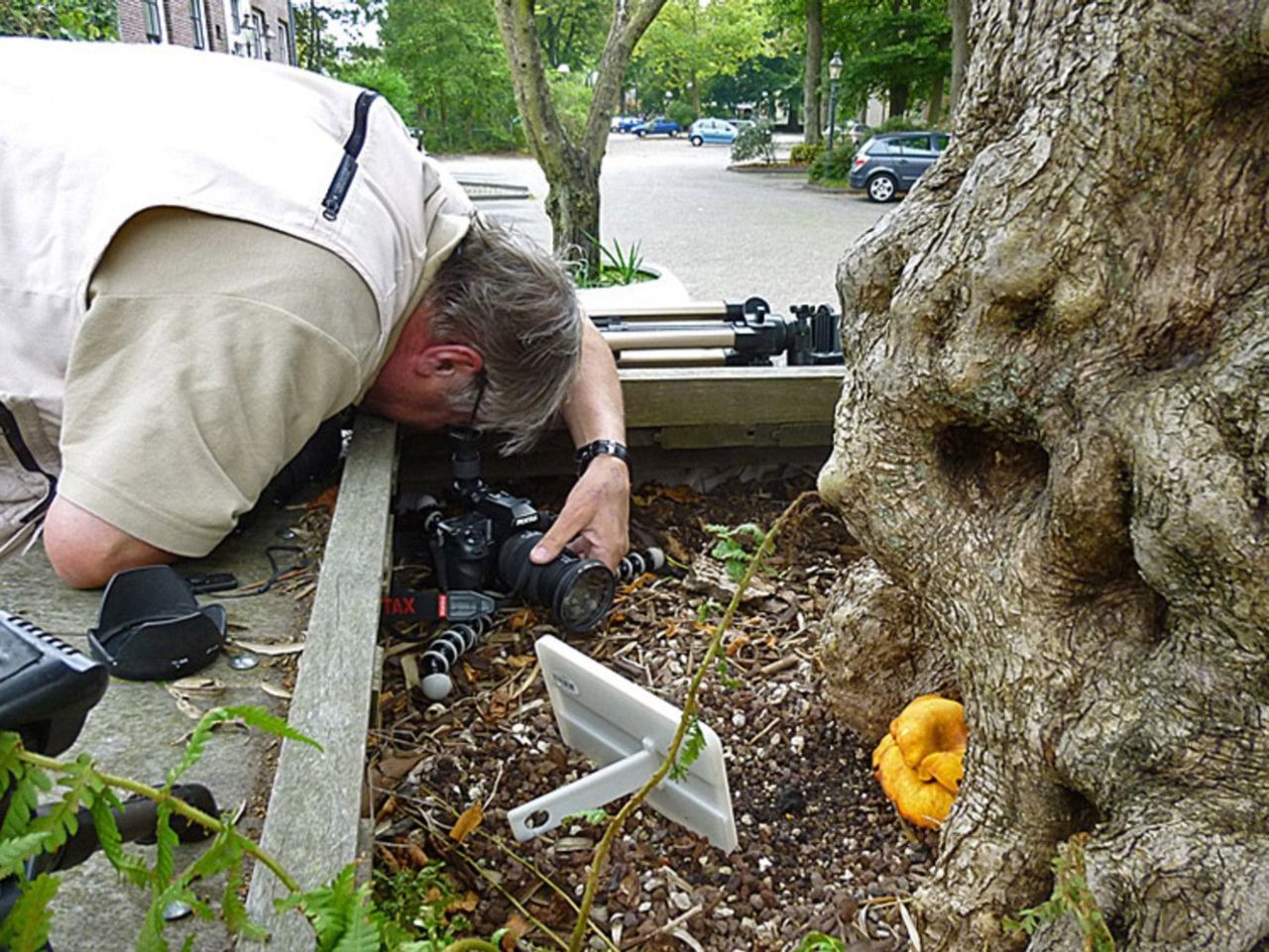 Fotograferen van de Lantaarnzwam van Oegstgeest (foto: Hans Adema)