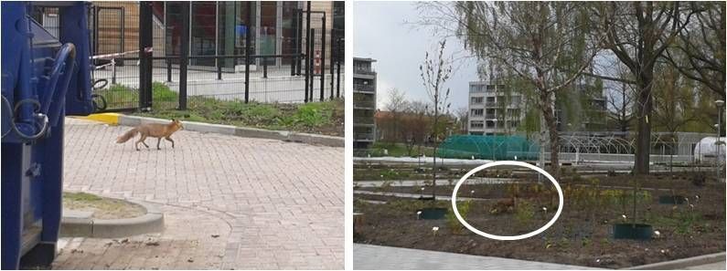 De vos die is waargenomen aan de rand van het stedelijk gebied in Den Bosch. De vos is via een parkeerplaats (foto links) naar de tuin van de HAS Den Bosch gelopen waar hij rondscharrelt (foto rechts) (foto’s: Rick Cox)