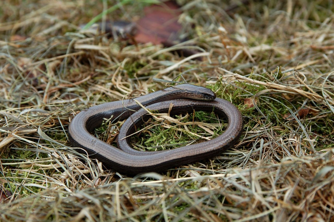 Hazelworm (foto: Ronald de Boer)