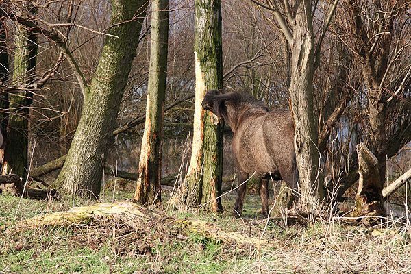 Bastvraat door konik (foto: Roeland Vermeulen)