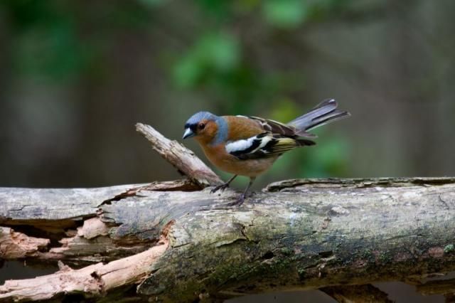 Vink (foto: Saxifraga-Jan Nijendijk)