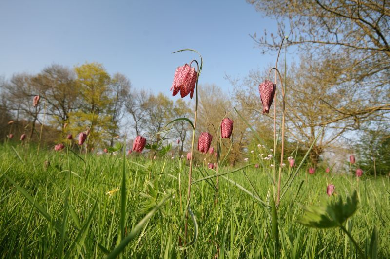 Kievitsbloem (foto: Dirk Hilbers)