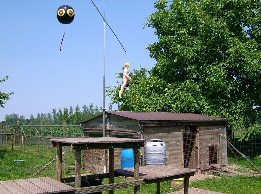 Een opblaasbare sexpop en ballen met ogen op: de nieuwe combinatie om kraaien en ander gevogelte op afstand te houden (foto: Het Belang van Limburg)