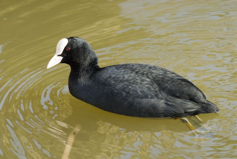 Meerkoet (foto: Jan van der Straaten, Saxifraga)