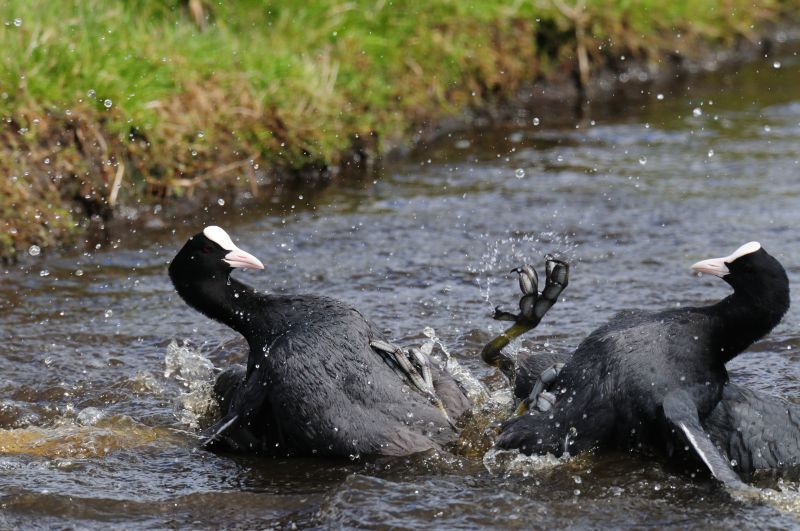 Vechtende meerkoeten (foto: Saxifraga-Piet Munsterman)