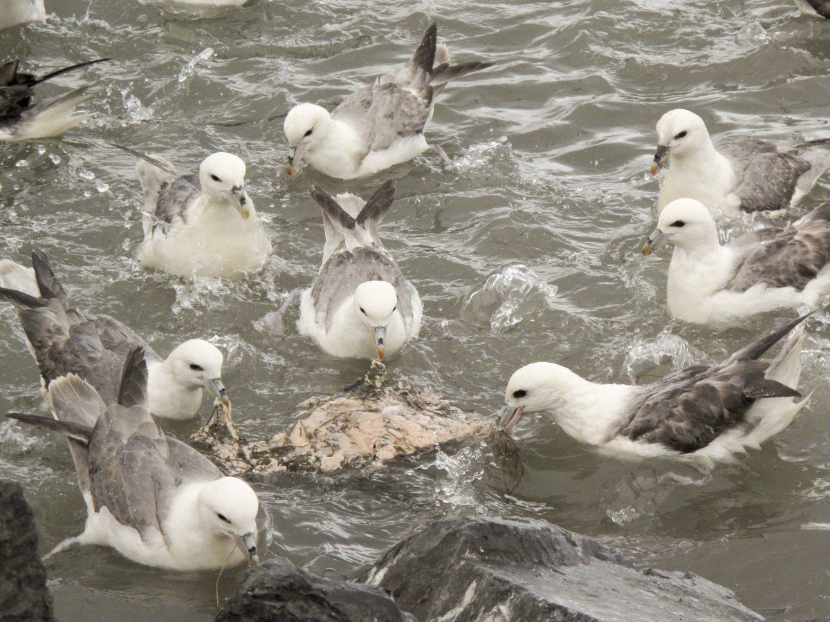 Etende Noordse stormvogels (foto: Rob Felix)