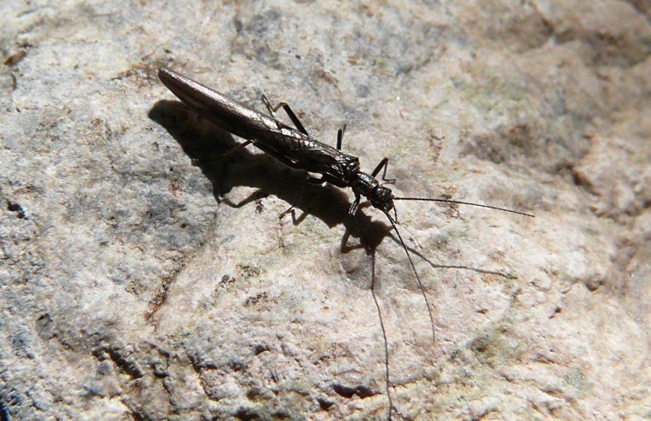 Naaldsteenvlieg Leuctra fusca (foto: Bram Koese)