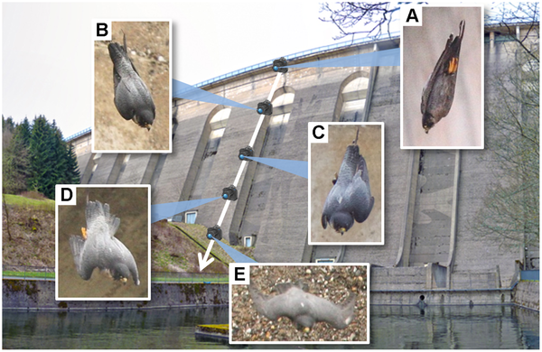 Verschillende fases in de duikvlucht. (foto: Plos one)