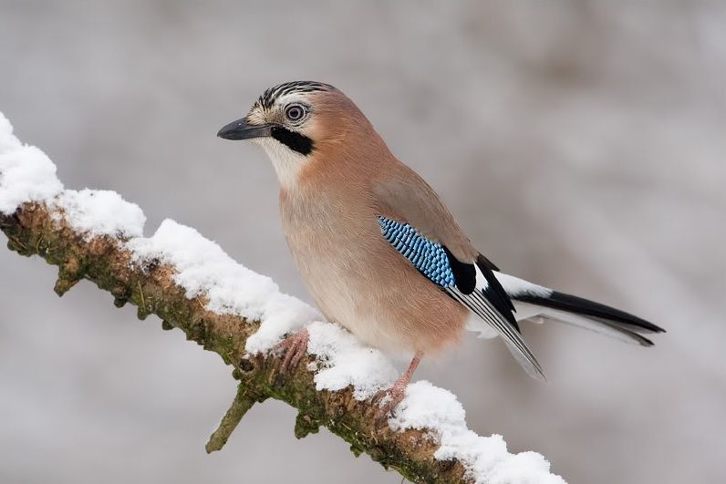 Voor etymologen is de Vlaamse gaai een niet zo makkelijke vogel (foto: David Verdonck)