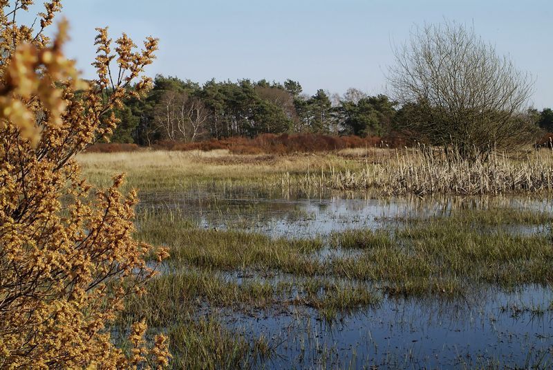 Bloeiende Wilde gagel (foto: Marjon van der Vegte)