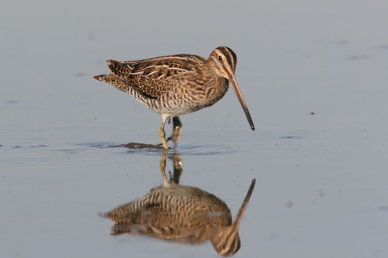 Watersnip (foto: Jaap Schelvis)