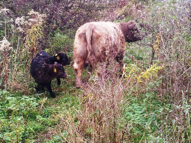 Tweeling Galloway (foto: Shelly Jansen)