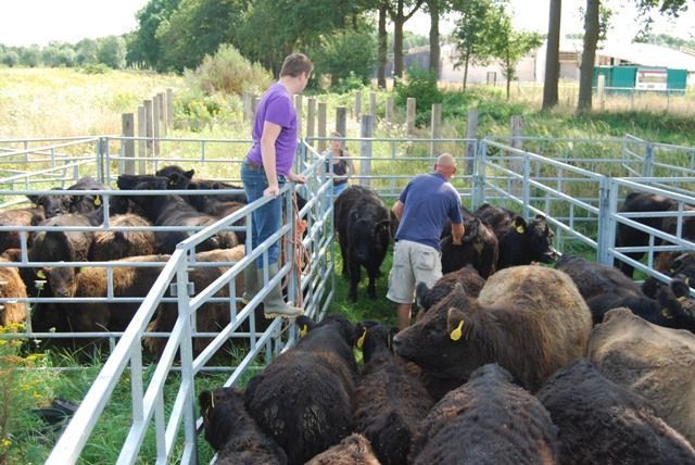 Gallowayrunderen in de kraal in de Vechterweerd (foto: FREE Nature)