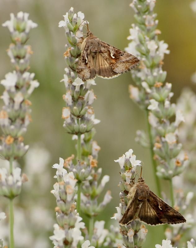 Voor het eerst wint een nachtvlinder de Tuinvlindertelling van Natuurpunt, de Gamma-uil (foto: Leo Janssen)