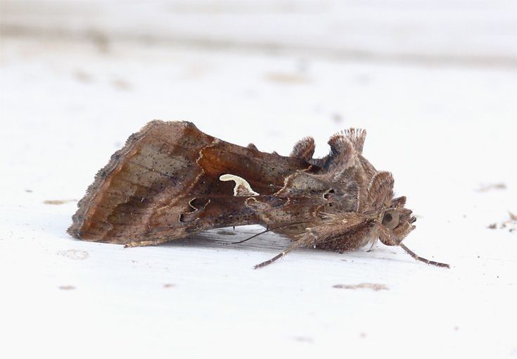 Gamma-uilen arriveerden de voorbije dagen in mooie aantallen (foto: Marc Herremans).