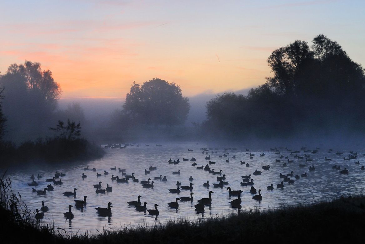 Ganzen op slaapplaats (foto: Peter Eekelder)