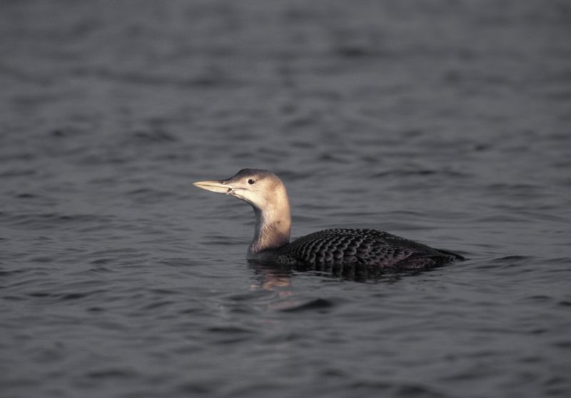 Geelsnavelduiker (foto: Arie de Knijff)