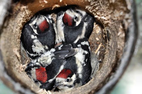 Vier grote bonte spechtjongen in nestkast (foto: Lambert Verkuijlen)