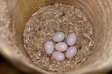 Zes eieren van de grote bonte specht in een commerciële nestkast (foto: Lambert Verkuijlen)