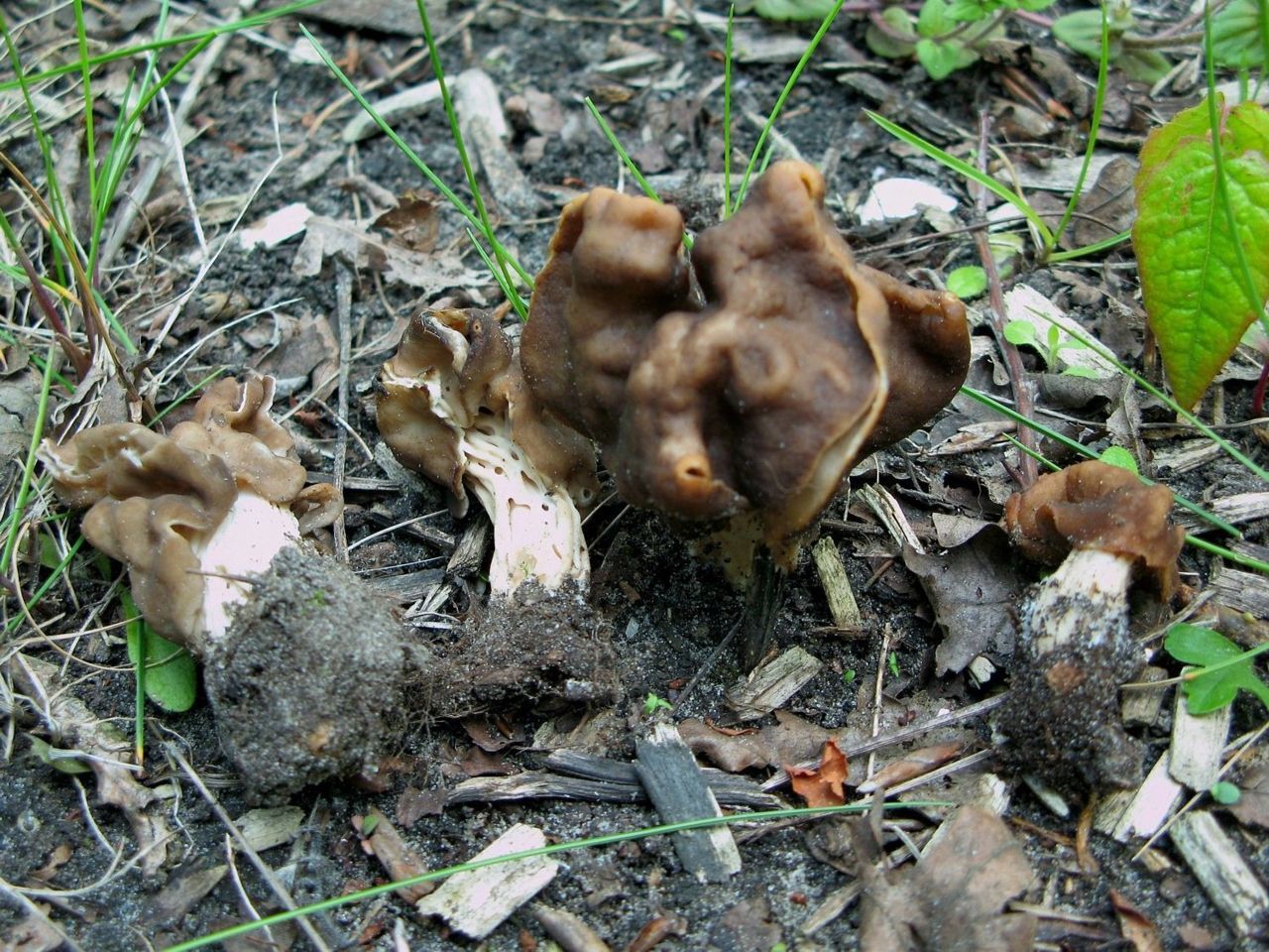 Geaderde kluifzwammen (foto: Martijn Oud)