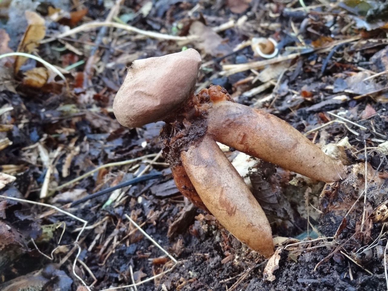 Grote vierslippige aardster (foto: Luc Knijnsberg)